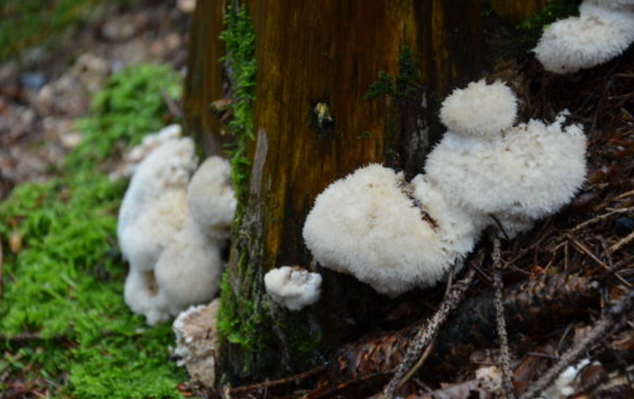 lions mane igelkottaggsvamp kosttillskott lions mane kapslar sverige