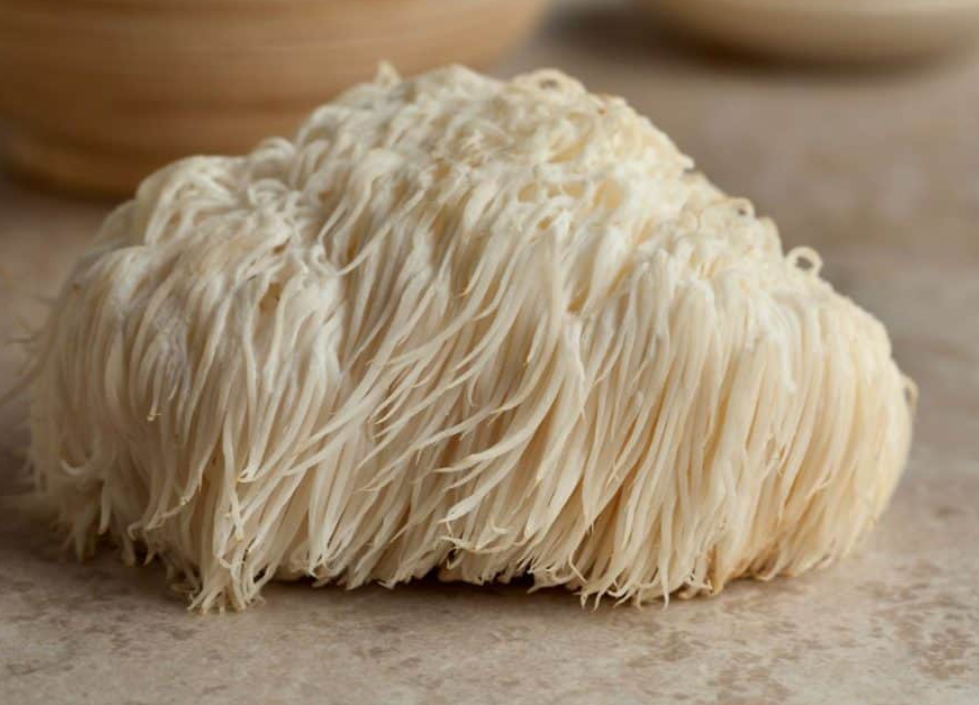 lions mane igelkottaggsvamp lions mane sverige kosttillskott kapslar